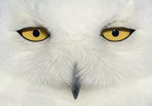 Snowy owl (Bubo scandiaca) female face close up, Canada February
