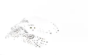 Cold Weather Prints: Snowy owl (Bubo scandiaca) female in flight, Canada. February