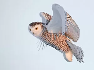 Christmas Gallery: Snowy owl (Bubo scandiaca) female, in flight, Canada. January