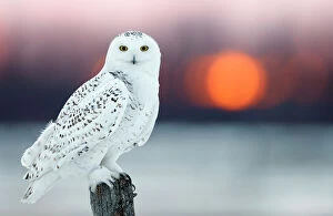 Front View Gallery: Snowy owl (Bubo scandiaca) female, with lights behind, Canada, February
