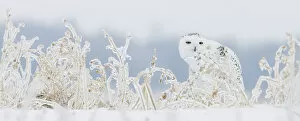 Owls Gallery: Snowy owl (Bubo scandiaca) female sitting among snow covered vegetation on ground