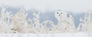 Tundra Prints: Snowy owl (Bubo scandiaca) female sitting among snow covered vegetation on ground