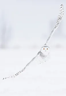 Elegance Prints: Snowy Owl (Bubo scandiaca) in flight over snow covered landscape