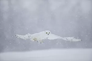 Hidden In Nature Gallery: Snowy Owl (Bubo scandiaca) flying low, captive, February