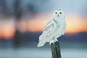 December 2022 Highlights Gallery: Snowy owl (Bubo scandiaca) perched on wodden post at dusk, Canada. February