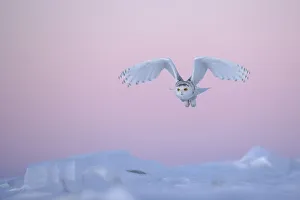 Negative Space Prints: Snowy owl (Bubo scandiaca) taking off over snow, Canada