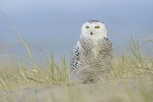 Snowy owl (Bubo scandiacus) on beach. Ocean County, Washington, USA. March