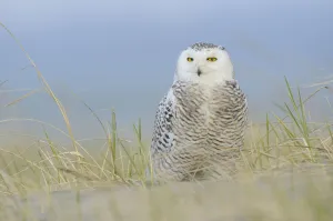 Snowy owl (Bubo scandiacus) on beach. Ocean County, Washington, USA. March Snowy owl (Bubo scandiacus) on beach. Ocean County, Washington, USA. March