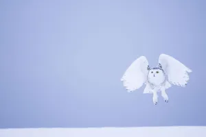 Snowy owl (Bubo scandiacus) female landing in the snow, Quebec, Canada, March