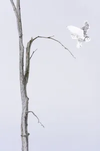 Snowy owl (Bubo scandiacus) Female taking off the winter tree, Quebec, Canada