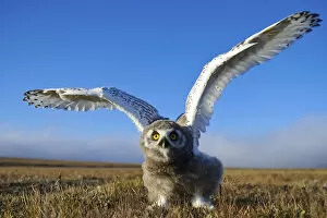 Sergey Gorshkov Gallery: Snowy owl (Bubo scandiacus) fledgling flapping wings, Wrangel Island, Far Eastern Russia