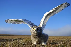 Zapovednik Prints: Snowy owl (Bubo scandiacus) fledgling flapping wings, Wrangel Island, Far Eastern Russia