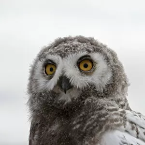 Sergey Gorshkov Gallery: Snowy owl (Bubo scandiacus) fledgling portrait, Wrangel Island, Far Eastern Russia