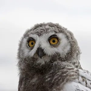Snowy owl (Bubo scandiacus) fledgling portrait, Wrangel Island, Far Eastern Russia Snowy owl (Bubo scandiacus) fledgling portrait, Wrangel Island, Far Eastern Russia