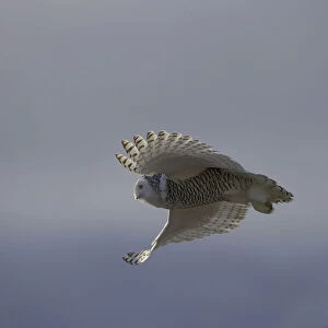 Snowy owl (Bubo scandiacus) in flight, Wrangel Island, Far Eastern Russia, October