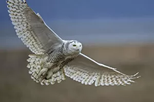 Owls Gallery: Snowy owl (Bubo scandiacus) in flight, Boundary Bay, British Columbia, Canada. February