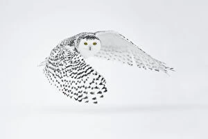 Guy Edwardes Collection: Snowy owl (Bubo scandiacus) in flight, Ontario, Canada, January