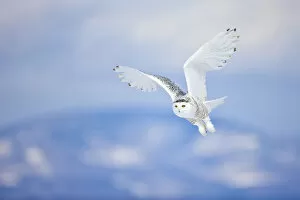 North American Birds Collection: Snowy Owl (Bubo scandiacus) in flight over snow, St. Lawrence River Delta, Quebec, Canada
