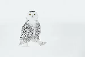 Snowy owl (Bubo scandiacus) walking on ground in snow, one foot raised, Ontario, Canada, January