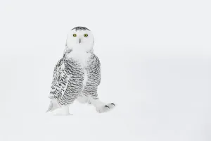 Animal Feet Gallery: Snowy owl (Bubo scandiacus) walking on ground in snow, one foot raised, Ontario, Canada, January
