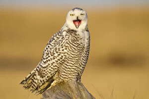 Stretching Gallery: Snowy owl (Bubo scandiacus) yawning or bill-stretching, Grays Harbor County, Washington