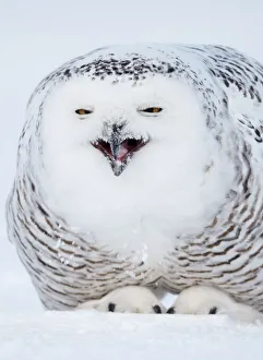 Snowy Owl (Nyctea / Buba scandiaca) crouched on snow covered ground, feeding, Canada
