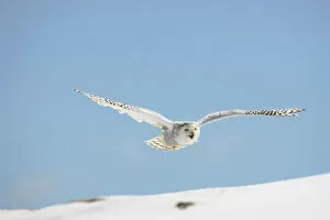 Snowy Owl (Nyctea scandiaca) adult female flying over snow, winter, Europe Captive/