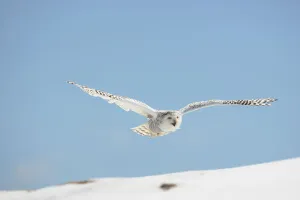 Snowy Owl (Nyctea scandiaca) adult female flying over snow, winter, Europe Captive /