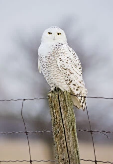 2019 August Highlights Gallery: Snowy Owl (Nyctea scandiaca) female perched, Amherst Island, Ontario, Canada, January