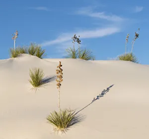 Asparagaceae Gallery: Soaptree yucca (Yucca elata) on gypsum dun, White Sands National Monument, New Mexico