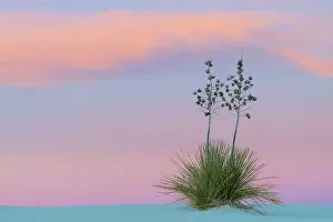 Asparagaceae Gallery: Soaptree yucca (Yucca elata) at sunset. White Sands National Monument, New Mexico, USA