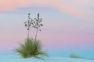 Asparagaceae Gallery: Soaptree yucca (Yucca elata) and twilight sky, showing Belt of Venus (blue of earth s