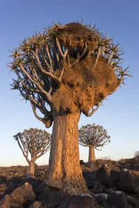 Sociable weaver (Philetairus socius) nest in quiver tree (Aloidendron dichotomum)