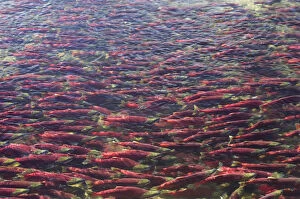 Life on Earth Collection: Sockeye / Red Salmon (Oncorhynchus nerka) on spawning migration. Adams River, British Columbia
