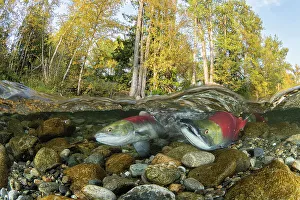 Split Level Prints: Two Sockeye / Red Salmon (Oncorhynchus nerka)