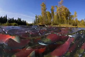 Images Dated 20th October 2010: Sockeye salmon (Oncorhynchus nerka) split level view of annual spawning run, Adams River