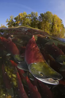 Images Dated 20th October 2010: Sockeye salmon (Oncorhynchus nerka) split level view of annual spawning run, Adams River