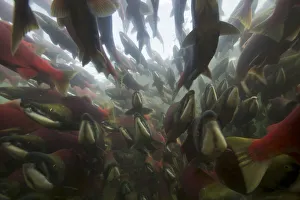 Adams River Gallery: Sockeye Salmon (Oncorhynchus nerka) travelling upstream on spawning migration, Adams river