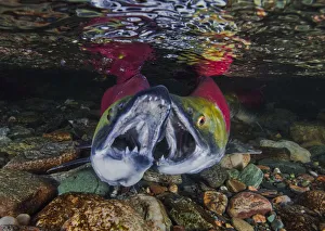 North Pacific Prints: Sockeye salmon (Oncorhynchus nerka) males fighting in river Adams River