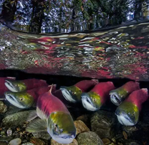 Migration Gallery: Sockeye salmon (Oncorhynchus nerka) migration, Adams River, British Columbia, Canada