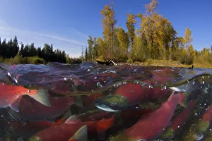Sockeye salmon (Oncorhynchus nerka) split level view of annual spawning run, Adams River