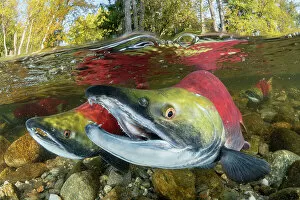 Migration Collection: Three Sockeye salmon/ Red salmon (Oncorhynchus nerka) swimming upstream as they migrate back to