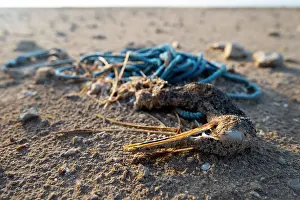 Middle East Prints: Socotra cormorant (Phalacrocorax nigrogularis) carcass caught in rope