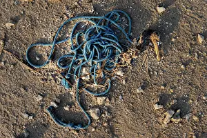 Middle East Prints: Socotra cormorant (Phalacrocorax nigrogularis) carcass caught in rope