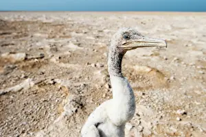 Middle East Prints: Socotra cormorant (Phalacrocorax nigrogularis) juvenile lost outside the colony