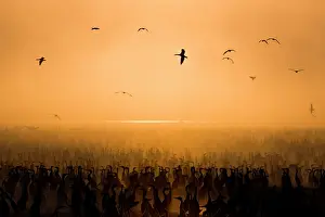 Middle East Prints: Socotra cormorants (Phalacrocorax nigrogularis) at breeding colony at sunset