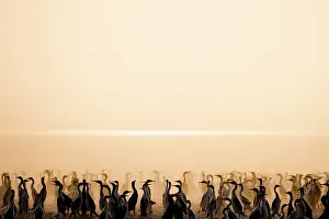 Middle East Prints: Socotra cormorants (Phalacrocorax nigrogularis) flock at breeding colony