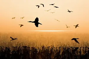 Middle East Prints: Socotra cormorants (Phalacrocorax nigrogularis) flock coming into feed chicks in the colony