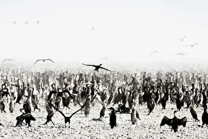 Middle East Prints: Socotra cormorants (Phalacrocorax nigrogularis) flock coming into feed chicks in the colony