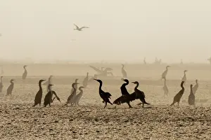 Middle East Prints: Socotra cormorants (Phalacrocorax nigrogularis) flock squabbling